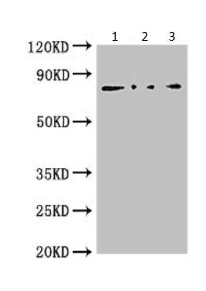 Western blot - Anti-Reston virus Nucleoprotein antibody (AB224744)