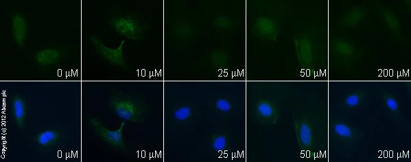 Immunocytochemistry/ Immunofluorescence - Resveratrol, Antioxidant polyphenol (AB120726)
