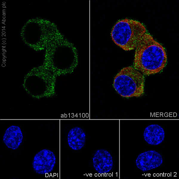 Immunocytochemistry/ Immunofluorescence - Anti-Ret antibody [EPR2871] (AB134100)