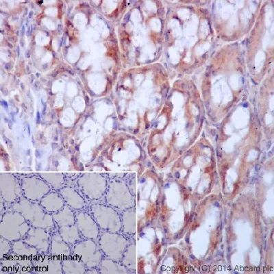 Immunohistochemistry (Formalin/PFA-fixed paraffin-embedded sections) - Anti-Ret antibody [EPR2871] (AB134100)