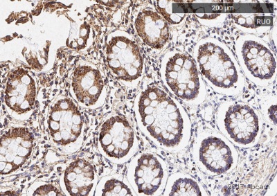 Immunohistochemistry (Formalin/PFA-fixed paraffin-embedded sections) - Anti-Ret antibody [EPR2871] (AB134100)