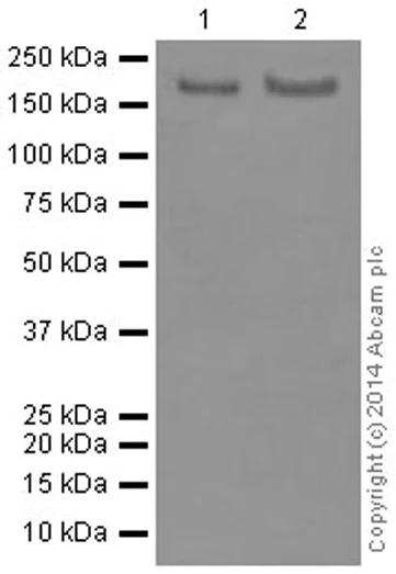 Western blot - Anti-Ret antibody [EPR2871] (AB134100)