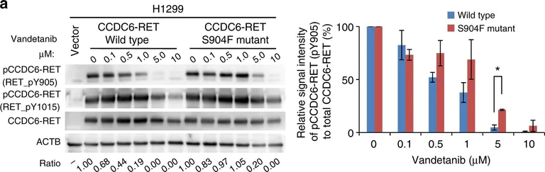 Western blot - Anti-Ret antibody [EPR2871] (AB134100)