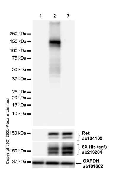 Western blot - Anti-Ret antibody [EPR2871] (AB134100)