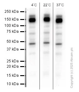 Western blot - Anti-Ret antibody [EPR2871] (AB134100)