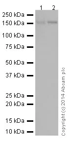 Western blot - Anti-Ret antibody [EPR2871] (AB134100)