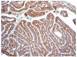 Immunohistochemistry (Formalin/PFA-fixed paraffin-embedded sections) - Anti-Ret antibody [EPR2871] - BSA and Azide free (AB214791)