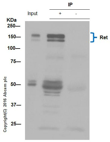 Immunoprecipitation - Anti-Ret antibody [EPR2871] - BSA and Azide free (AB214791)
