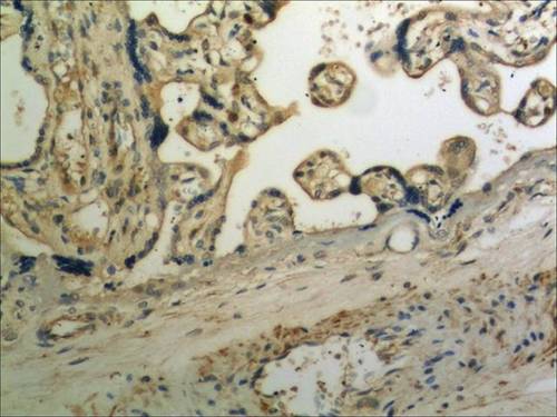 Immunohistochemistry (Formalin/PFA-fixed paraffin-embedded sections) - Anti-Ret antibody [MM0529-10F12] (AB90119), expandable thumbnail