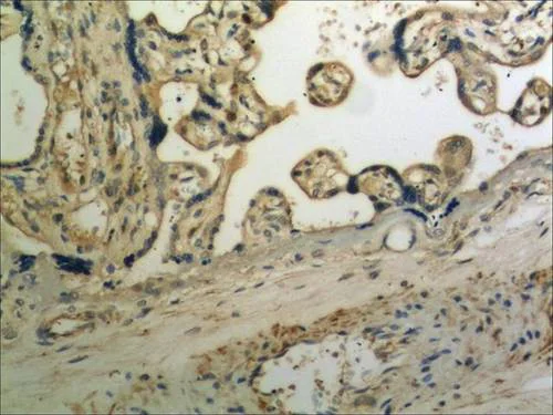 Immunohistochemistry (Formalin/PFA-fixed paraffin-embedded sections) - Anti-Ret antibody [MM0529-10F12] (AB90119)