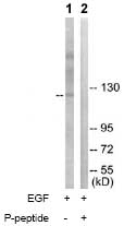 Western blot - Anti-Ret (phospho Y1015) antibody (AB74154)