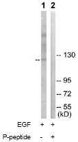 Western blot - Anti-Ret (phospho Y1015) antibody (AB74154)
