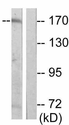 Western blot - Anti-Ret (phospho Y1062) antibody (AB51103)