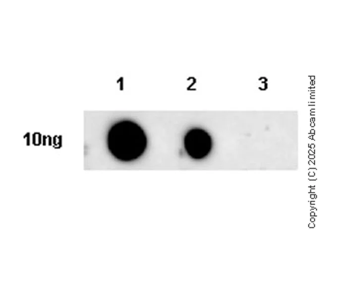 Dot Blot - Anti-Ret (phospho Y1062) antibody [EPR30639-507] (AB326572)