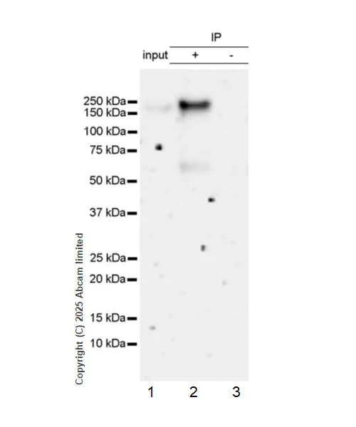 Immunoprecipitation - Anti-Ret (phospho Y1062) antibody [EPR30639-507] (AB326572)