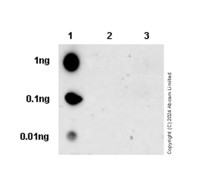 Dot Blot - Anti-Ret (phospho Y1096) antibody [EPR26918-23] (AB322346), expandable thumbnail