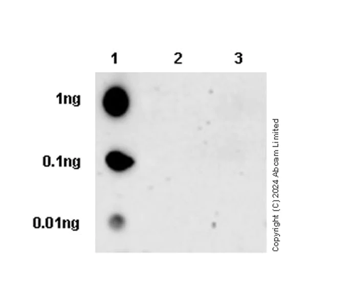 Dot Blot - Anti-Ret (phospho Y1096) antibody [EPR26918-23] (AB322346)