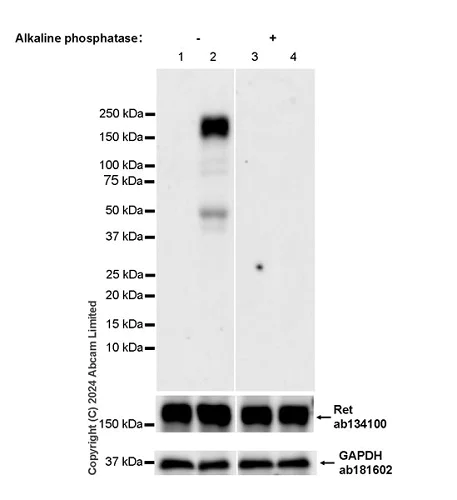 Western blot - Anti-Ret (phospho Y1096) antibody [EPR26918-23] (AB322346)