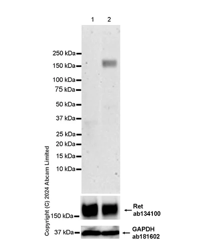 Western blot - Anti-Ret (phospho Y1096) antibody [EPR26918-23] (AB322346)