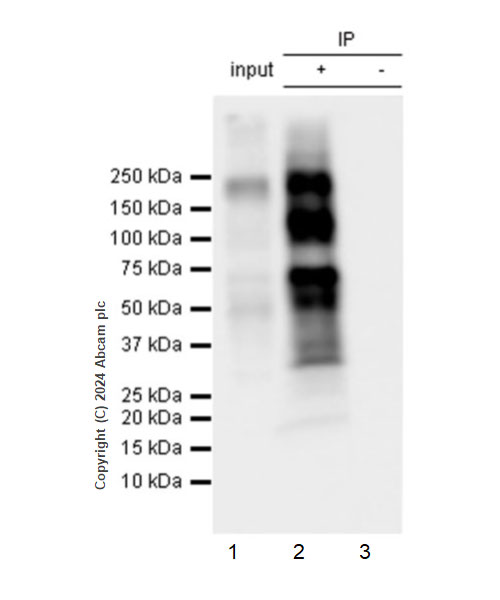 Immunoprecipitation - Anti-Ret (phospho Y905) antibody [EPR26917-10] (AB320078)