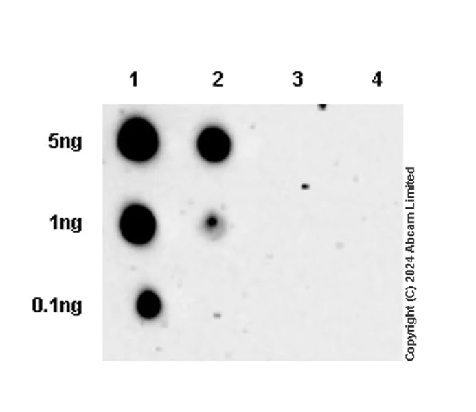 Dot Blot - Anti-Ret (phospho Y905) antibody [EPR26917-10] - BSA and Azide free (AB320079)