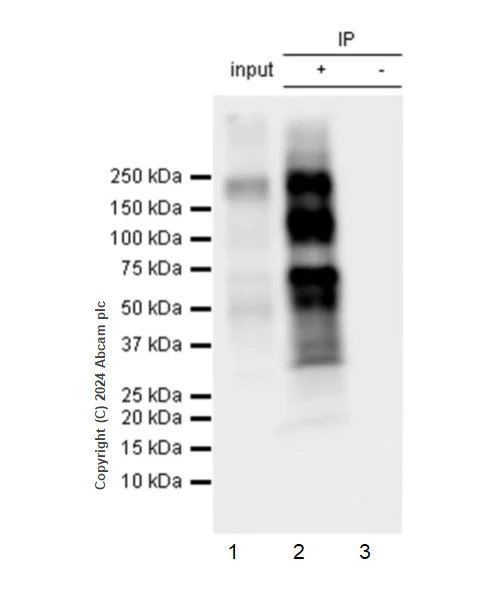 Immunoprecipitation - Anti-Ret (phospho Y905) antibody [EPR26917-10] - BSA and Azide free (AB320079)