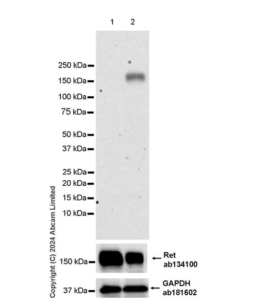 Western blot - Anti-Ret (phospho Y905) antibody [EPR26917-10] - BSA and Azide free (AB320079)