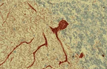 Immunohistochemistry (Formalin/PFA-fixed paraffin-embedded sections) - Anti-Reticulon 1A antibody [MON160] (AB8957)