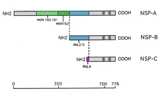 Schematic Diagram - Anti-Reticulon 1A antibody [MON160] (AB8957)