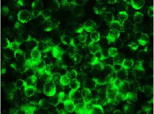 Immunocytochemistry/ Immunofluorescence - Anti-Reticulon 1A antibody [MON162] (AB9274)