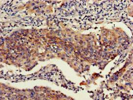 Immunohistochemistry (Formalin/PFA-fixed paraffin-embedded sections) - Anti-Retinoblastoma binding protein 6 antibody (AB237514)