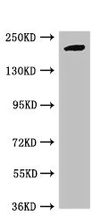 Western blot - Anti-Retinoblastoma binding protein 6 antibody (AB237514)