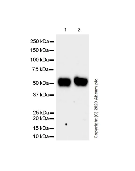 Western blot - Anti-Retinoic Acid Receptor alpha antibody [EPR23871-271] - BSA and Azide free (AB275748)