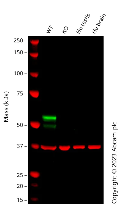 Western blot - Anti-Retinoic Acid Receptor alpha antibody [EPR23871-271] - BSA and Azide free (AB275748)
