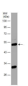 Western blot - Anti-Retinoid X Receptor alpha/RXRA antibody (AB227273)