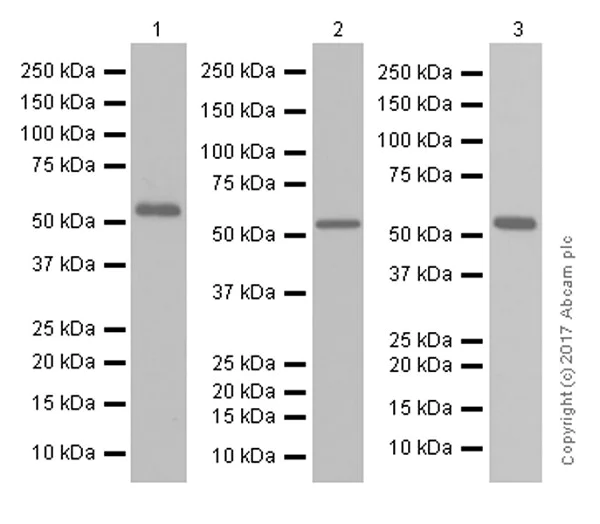 Western blot - Anti-Retinoid X Receptor alpha/RXRA antibody [EPR7106] (AB125001)