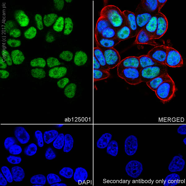 Immunocytochemistry/ Immunofluorescence - Anti-Retinoid X Receptor alpha/RXRA antibody [EPR7106] - BSA and Azide free (AB232472)