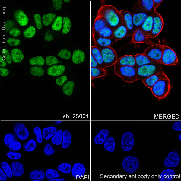 Immunocytochemistry/ Immunofluorescence - Anti-Retinoid X Receptor alpha/RXRA antibody [EPR7106] - BSA and Azide free (AB232472)
