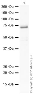 Western blot - Anti-Retinoid X Receptor beta/RXRB antibody (AB5793)