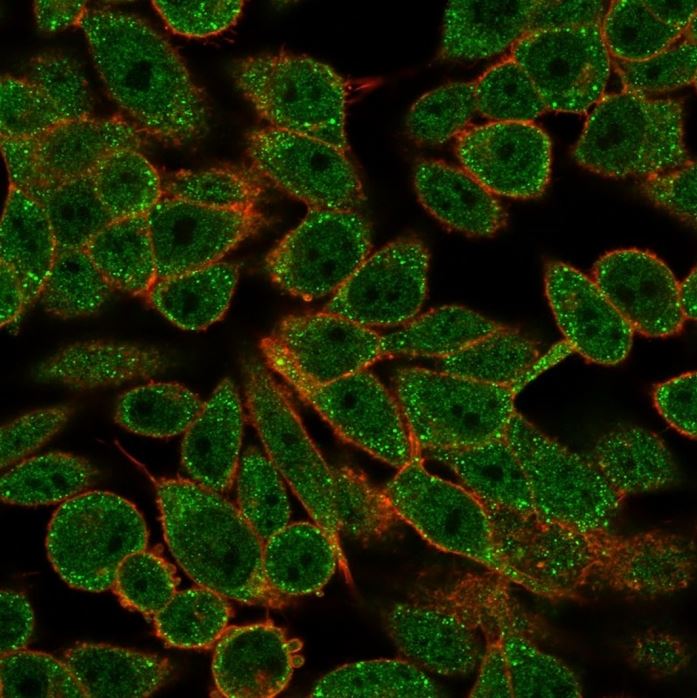 Immunocytochemistry - Anti-Retinoid X Receptor beta/RXRB antibody [PCRP-RXRB-2B6] (AB277104), expandable thumbnail