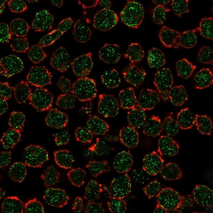 Immunocytochemistry - Anti-Retinoid X Receptor beta/RXRB antibody [PCRP-RXRB-2B6] (AB277104), expandable thumbnail