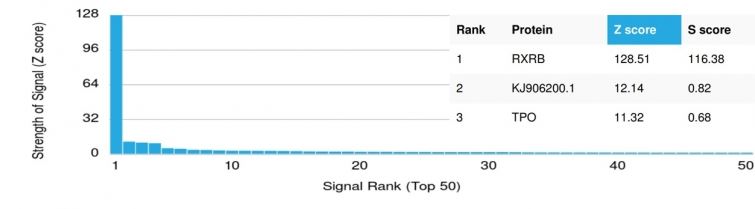 Protein Array - Anti-Retinoid X Receptor beta/RXRB antibody [PCRP-RXRB-2B6] (ab277104), expandable thumbnail