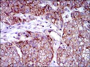 Immunohistochemistry (Formalin/PFA-fixed paraffin-embedded sections) - Anti-Rex1 antibody [5E11E7] (AB175431)