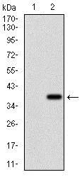 Western blot - Anti-Rex1 antibody [5E11E7] (AB175431)