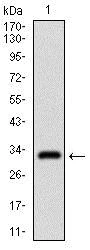 Western blot - Anti-Rex1 antibody [5E11E7] (AB175431)