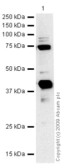Western blot - Anti-Rex1 antibody (AB28141)