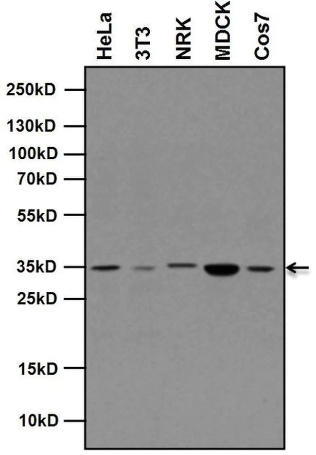 Western blot - Anti-Rex1 antibody [RP23040041] (AB308003)