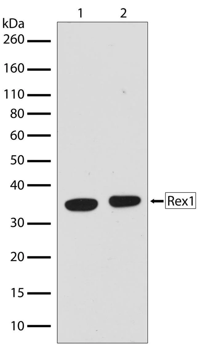 Western blot - Anti-Rex1 antibody [RP23040041] (AB308003)