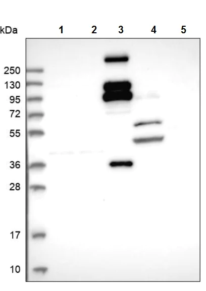 Western blot - Anti-REXO1 antibody (AB243536)
