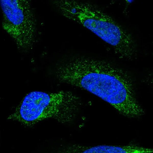 Immunocytochemistry/ Immunofluorescence - Anti-REXO2 antibody (AB224547)